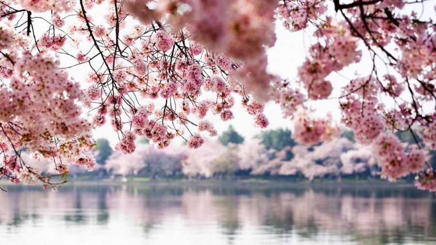 Pink cherry blossom trees in bloom in the spring over the Tidal Basin in Washington DC