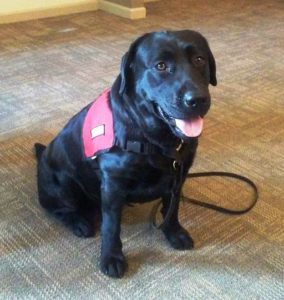 Zenith is a black English lab like this one, who spends many months training to work as a service animal.