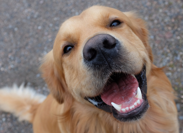 A happy, well feed dog