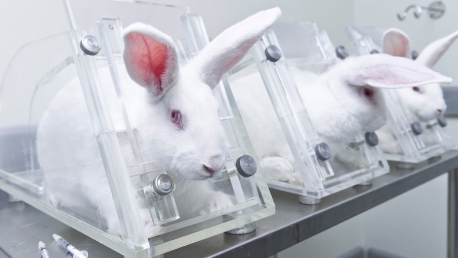 Is Animal Testing Humane?