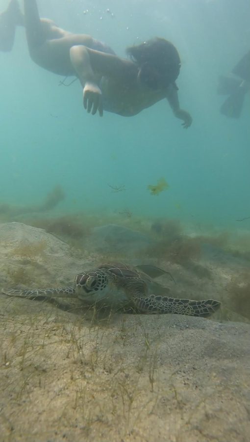 Naavya has swam with turtles. 